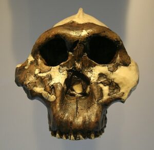 Paranthropus koponya