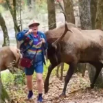 Turisták vs állatok