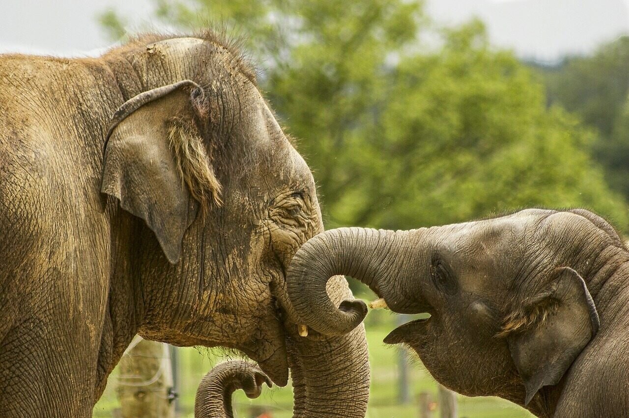 elefántok afrikai elefént erdei elefánt