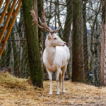 A ritka szarvasbika