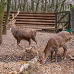 Budakeszi Vadaspark