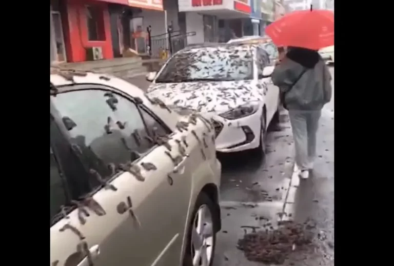 Féregeső Peking Kína