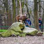 Pillanatkép a vadasparkból