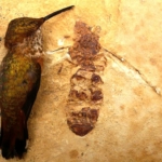 titanomyrma hangyák