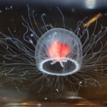 Turritopsis