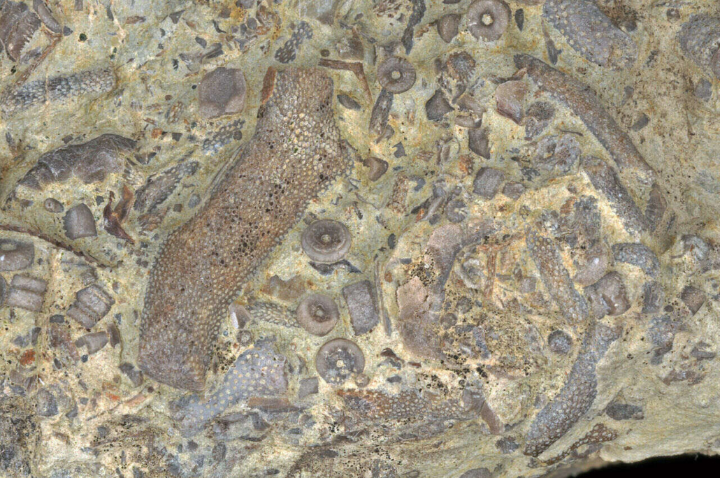 bryozoa mohaállat fosszília