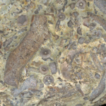 bryozoa mohaállat fosszília