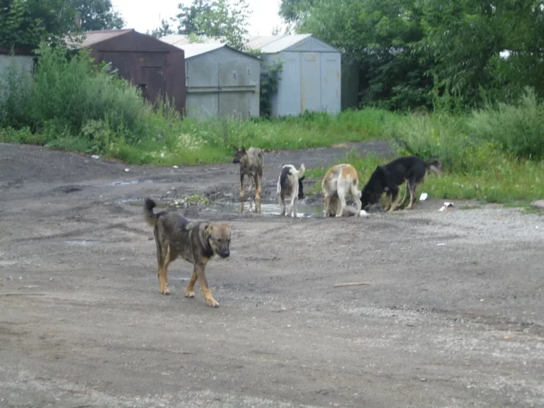 Csernobil új kutyafaj