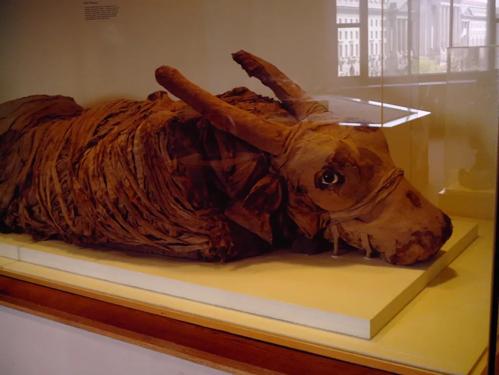 Mumifikált bika Egyiptom