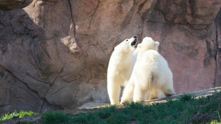 jegesmedve testvérpár