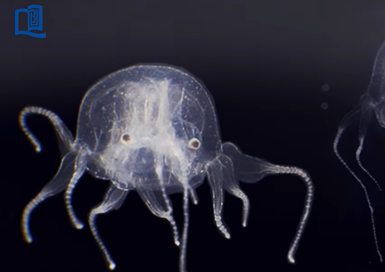 medúza kockamedúza