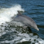 palackorrú delfin