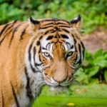 tigris