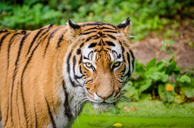 tigris