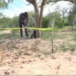 tömegsír kenya