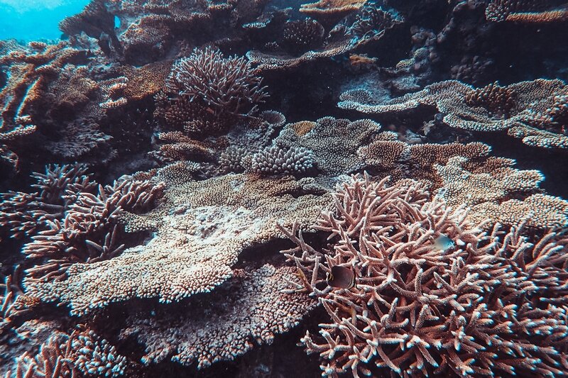 Fekete korall