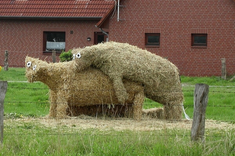 Hancúrozó szalmaállatok