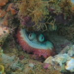 octopus insularis