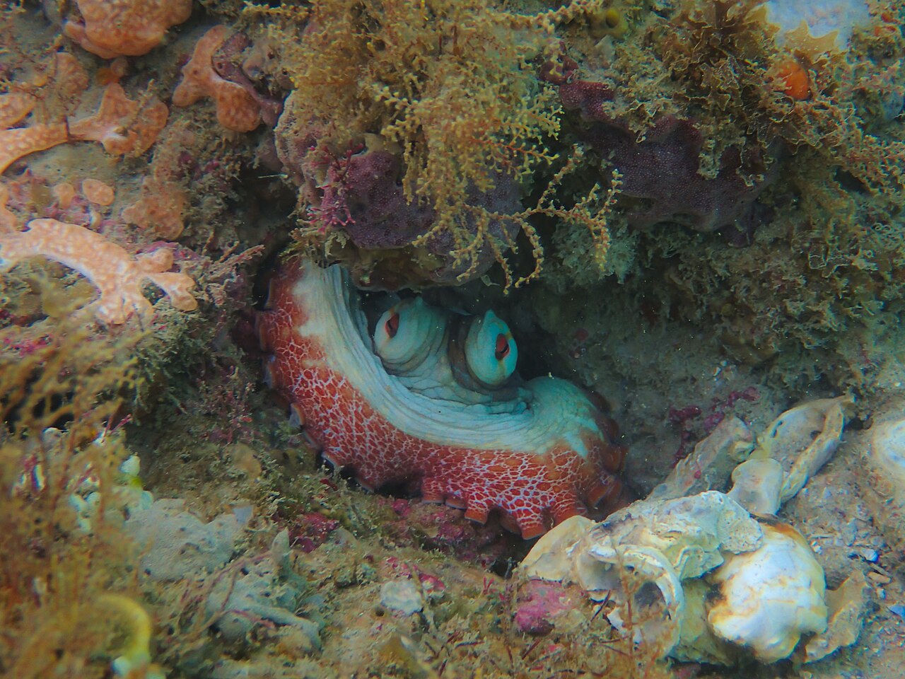 octopus insularis