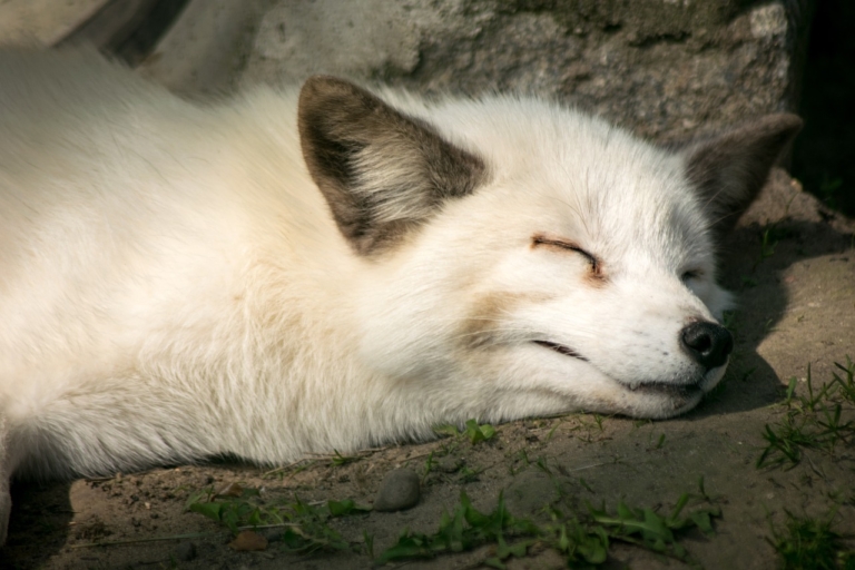 emlős téli álom hibernáció