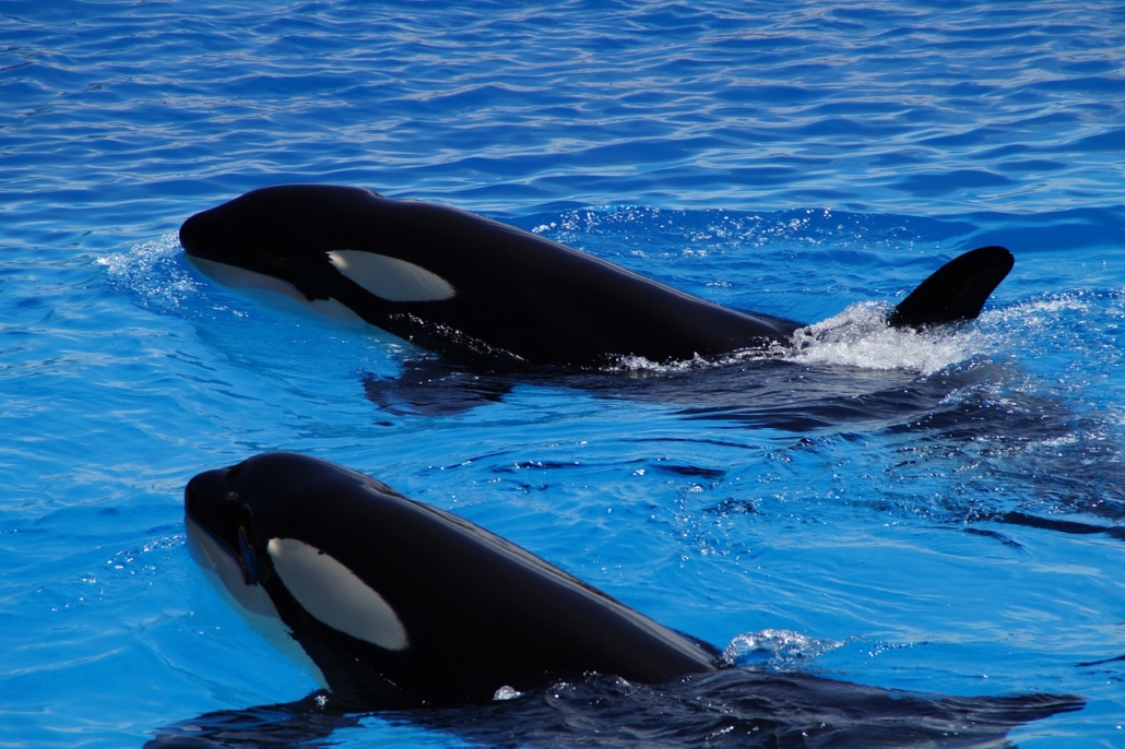 orka kardszárnyú delfin gyilkos bálna