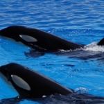 orka kardszárnyú delfin gyilkos bálna