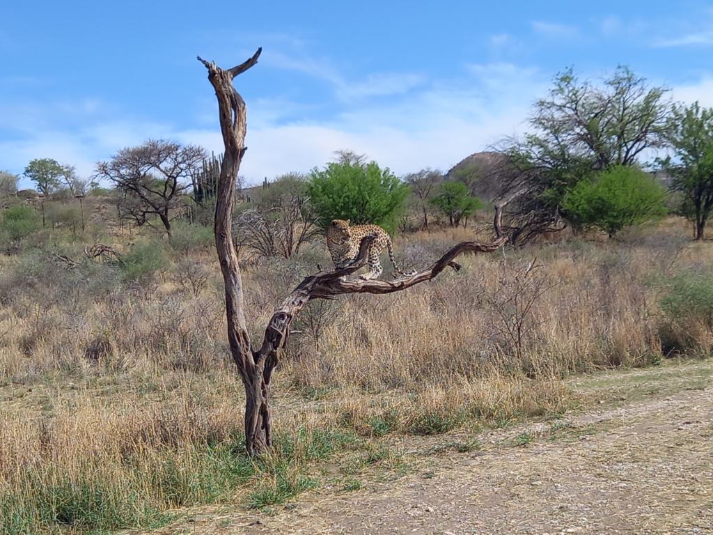 Namíbia - Leopárd