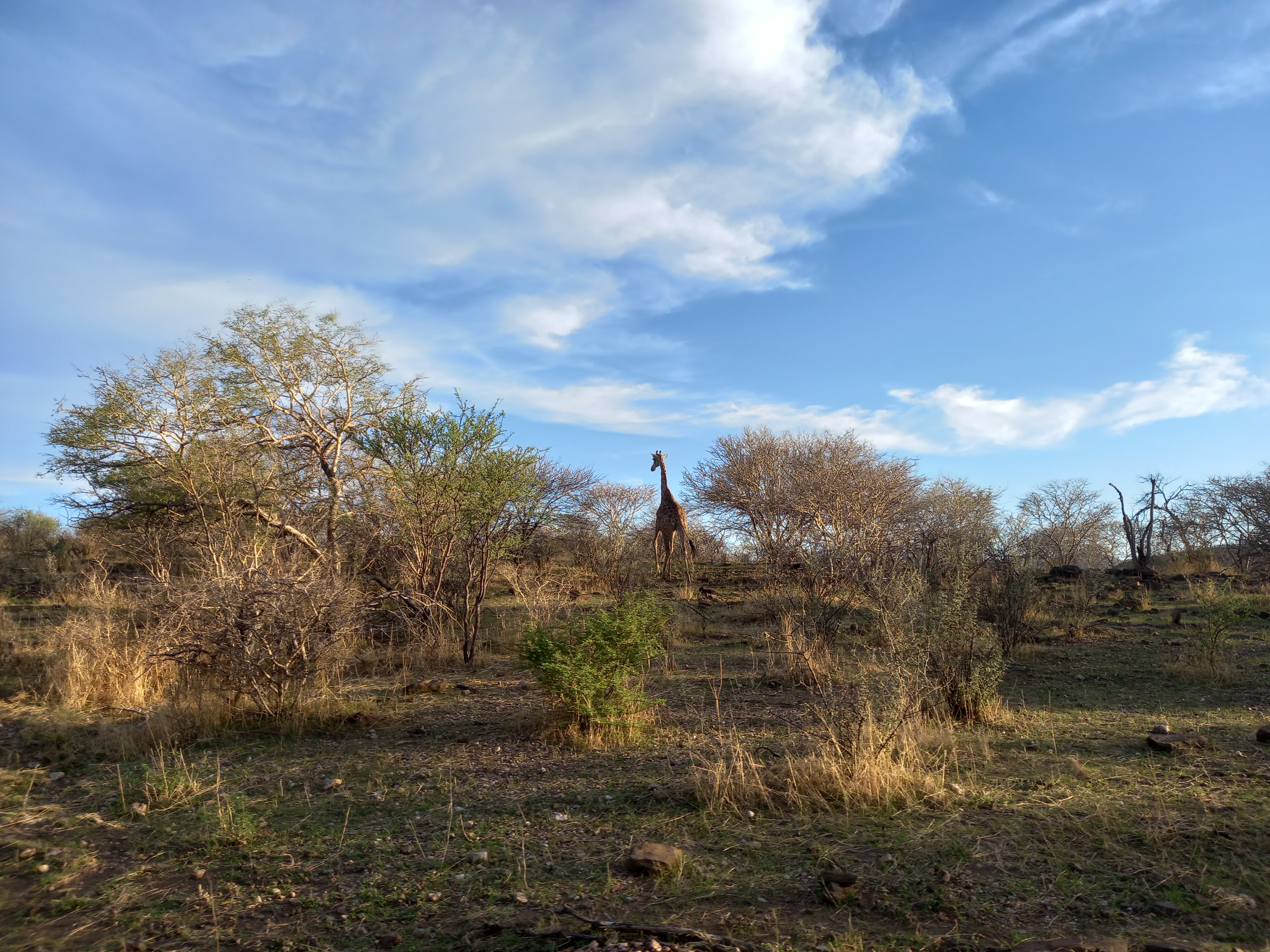 Namíbia - Zsiráf