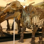 Gomphotherium