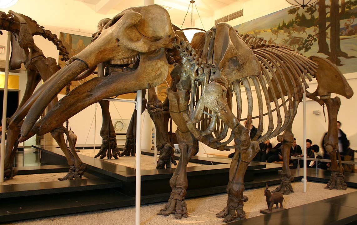 Gomphotherium