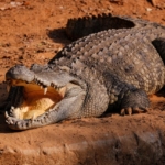 krokodil