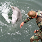 Oroszország katonai delfin