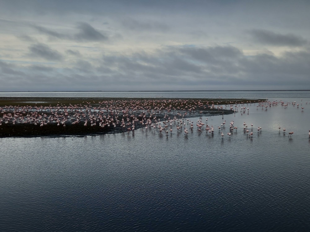 Flamingók - Namíbia 2022 Swakopmund és környéke