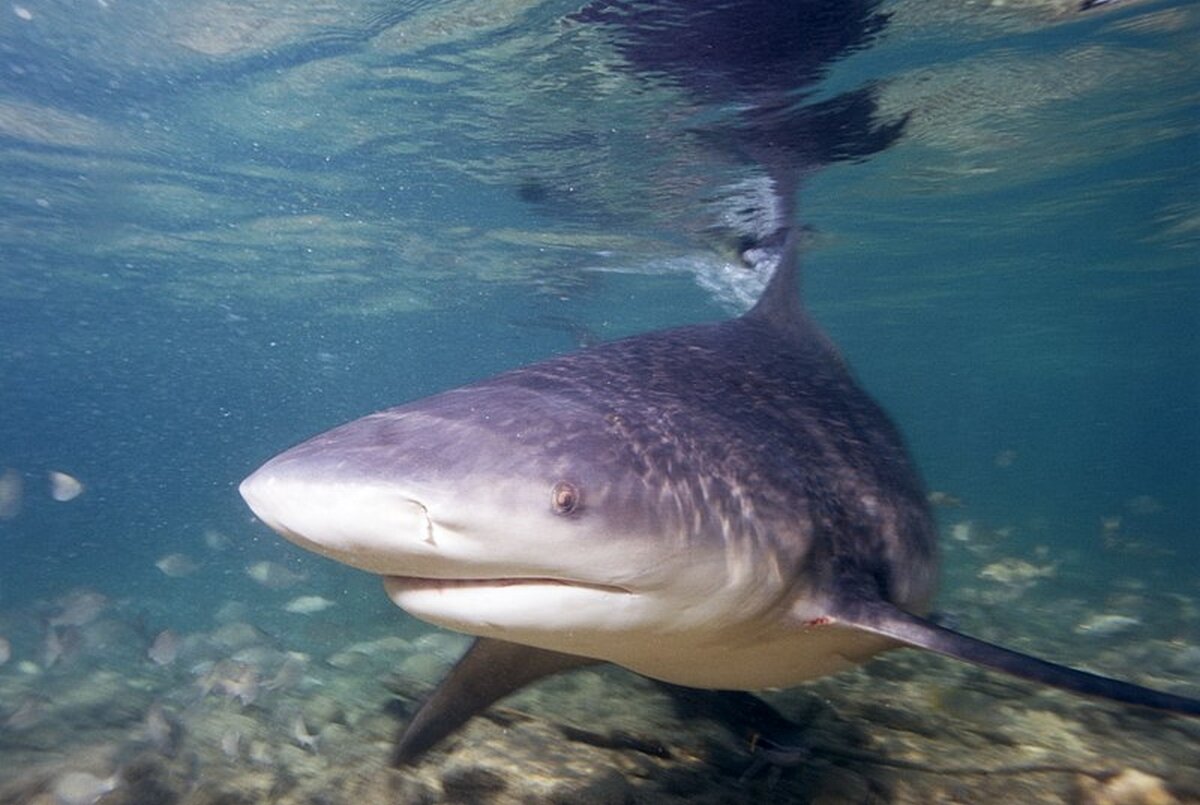 Did you know that biting sharks can be found not only in the seas, but also in lakes?