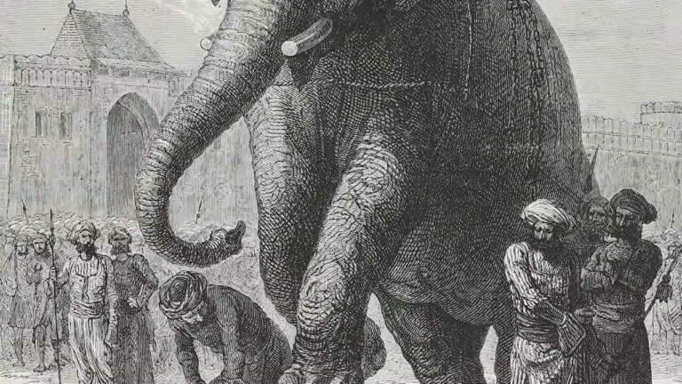 Elefánt kivégzés India