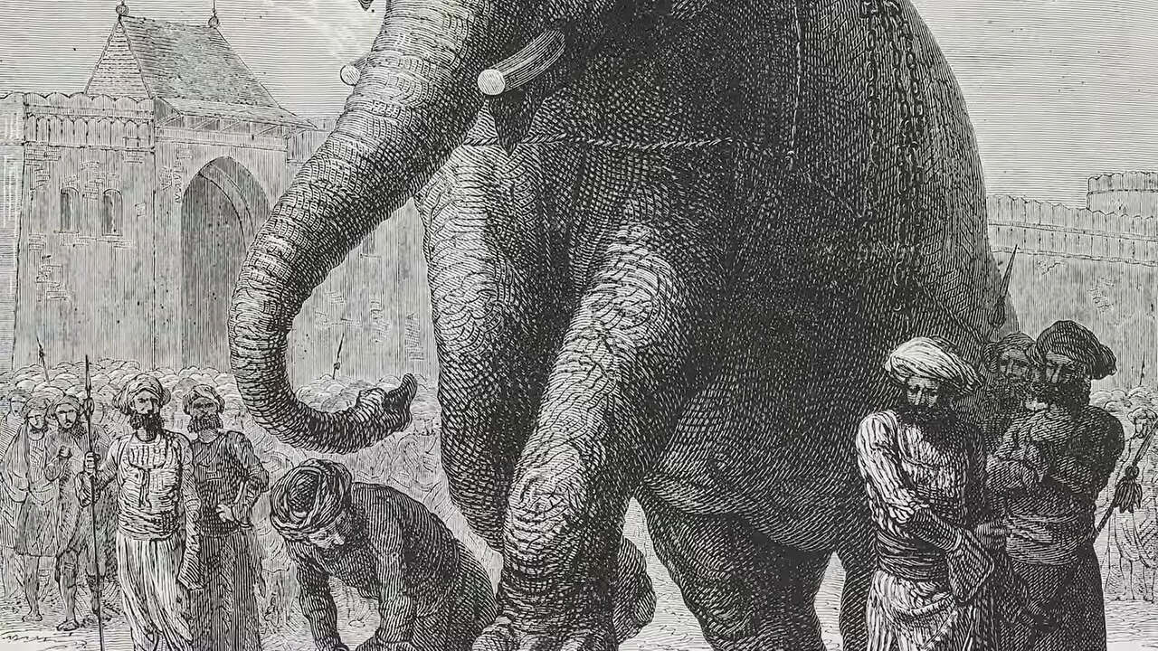 Elefánt kivégzés India