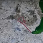 Legundorítóbb tengeri lény