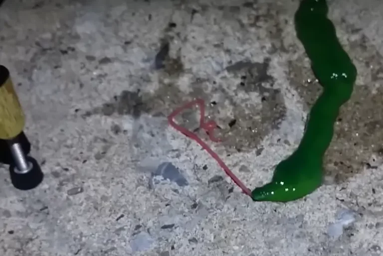 Legundorítóbb tengeri lény