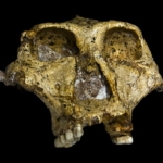 Paranthropus robustus