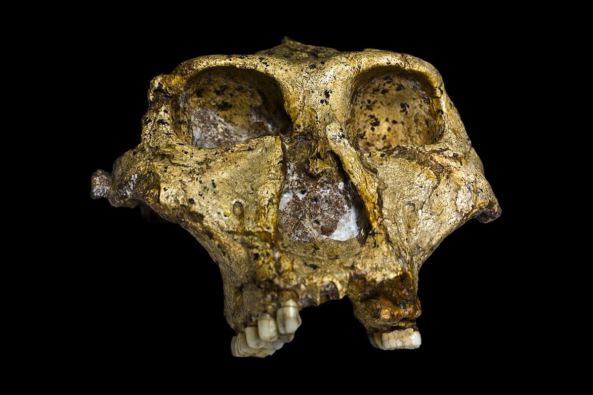 Paranthropus robustus