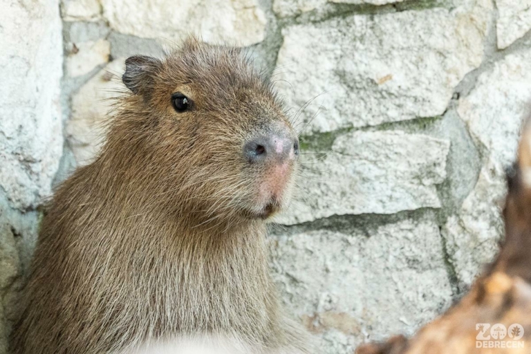 kapibara vízidisznó