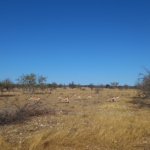 Antilop - Namíbia 2022 Észak és a főváros újra