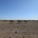 Vándorlás - Namíbia 2022 Észak és a főváros újra