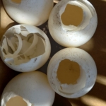 Krokodiltojás - Namíbia 2022 Észak és a főváros újra