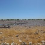 Itató - Namíbia 2022 Észak és a főváros újra