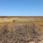 Hiéna - Namíbia 2022 Észak és a főváros újra