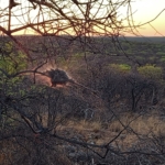 Pókháló és naplemente - Namíbia 2022 Észak és a főváros újra