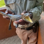 Guide - Namíbia 2022 Észak és a főváros újra