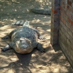 Krokodil - Namíbia 2022 Észak és a főváros újra