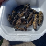 Sült hernyók - Namíbia 2022 Észak és a főváros újra